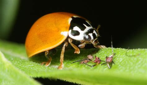 spotted ladybug north american insects spiders