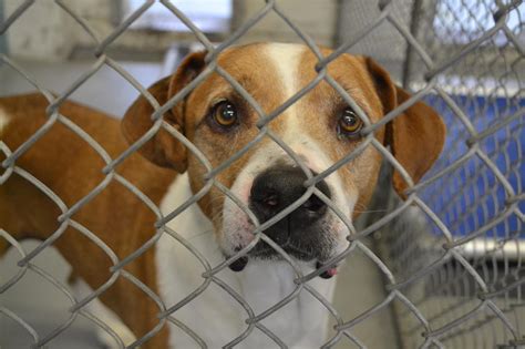 Donate To Richardson Animal Shelter Kuranda Shelterbeds