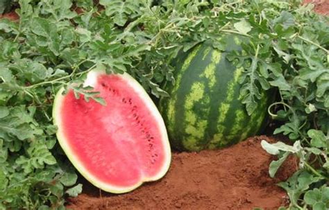 Dia Mundial Da Melancia Brasil O Quarto Maior Produtor Da Fruta No