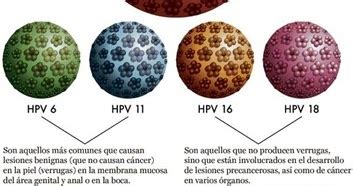 Digital News REPORTAJE El Virus Del Papiloma Humano Un Enemigo