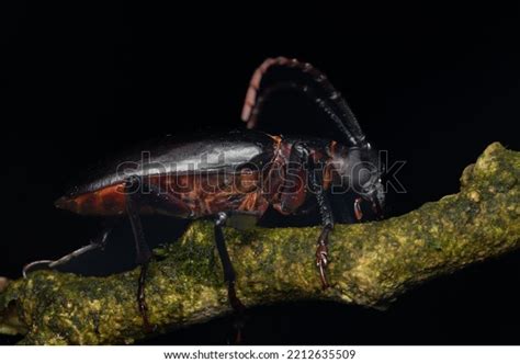 31,054 Horned Beetle Images, Stock Photos & Vectors | Shutterstock