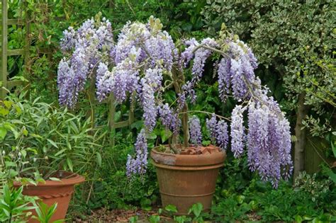 How To Grow Wisteria