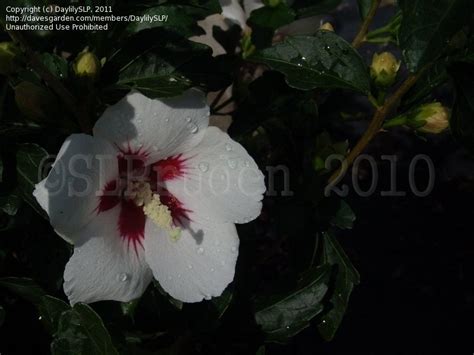 Plantfiles Pictures Hibiscus Rose Of Sharon Shrub Althea Lil Kim