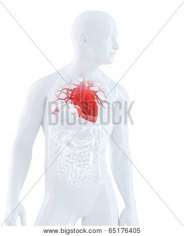 Human Heart Anatomy Image Photo Free Trial Bigstock