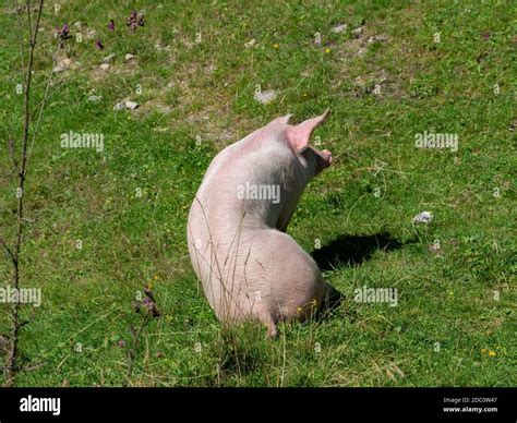 Pig sitting on a mountain pasture Stock Photo - Alamy