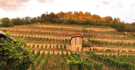 Winzervereinigung Freyburg Unstrut Meldet Ein Drittel Weniger Absatz