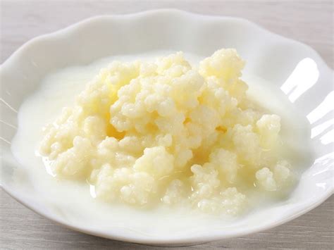 Молочный гриб (кефирный, тибетский): полезные свойства и ...