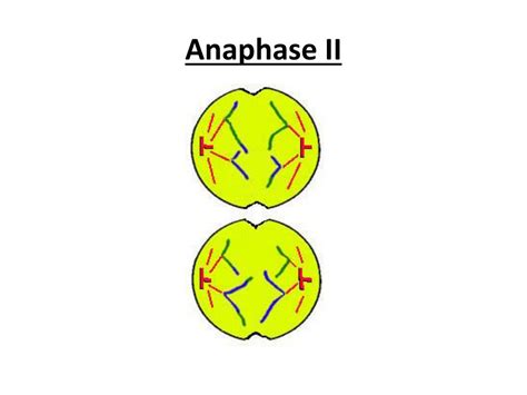 cell reproduction powerpoint    id