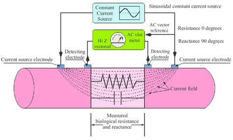 Schematic Representation Of The Bioelectric Impedance Analysis Bia