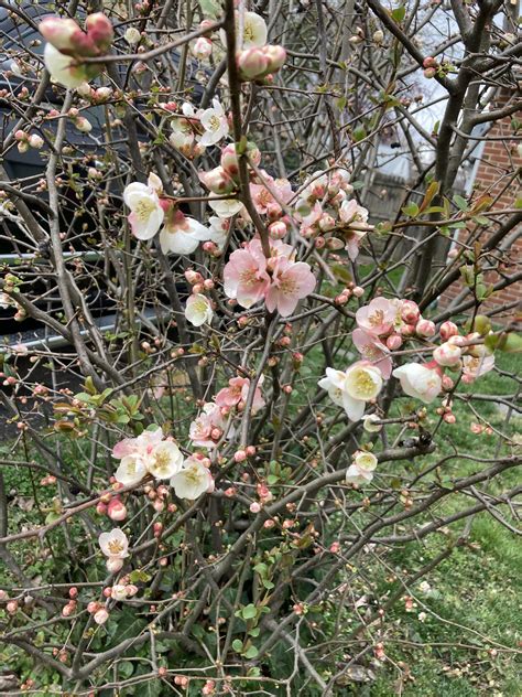 Pretty flowers on a bush in my front yard, College park, MD : r ...