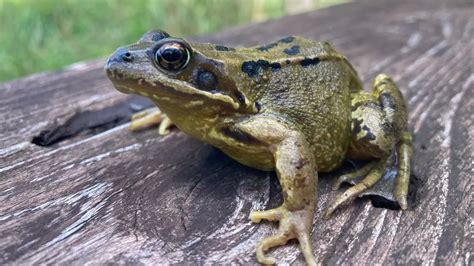 Road To Shut For Six Weeks For Toad Crossing To Stop Annual Amphibian