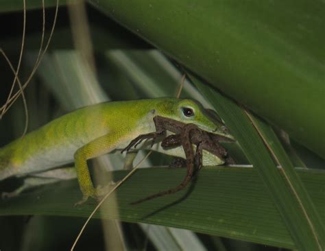 Tim's Fertile Turtles: Anole eating anole!