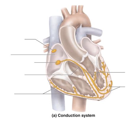 Cardiac Conduction System Diagram Quizlet