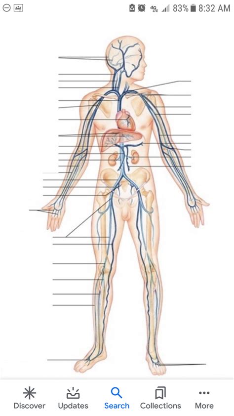 Anatomy Chapter 11 Cardiovascular System Diagram Quizlet