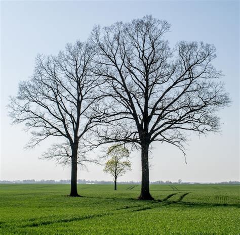 Premium Photo Bare Tree On Field Against Sky