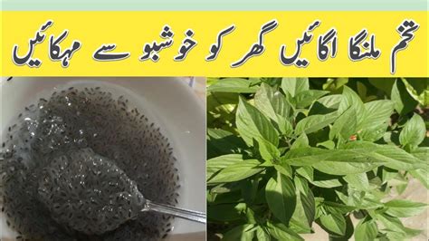 How To Grow Tukh Malanga Plant At Home Tukh Malanga Ka Paudha Kaisa