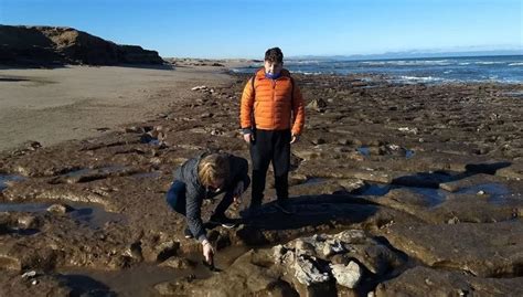 Encuentran en Miramar restos fósiles de un perezoso gigante similar al