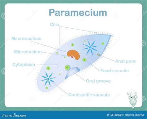 Structure Scheme Of Paramecium For School Biology Lessons Stock Vector