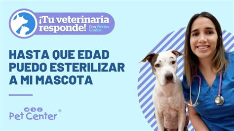 Descubre El Precio De Esterilizar A Tu Perro Ahorra Dinero Y Cuida Su