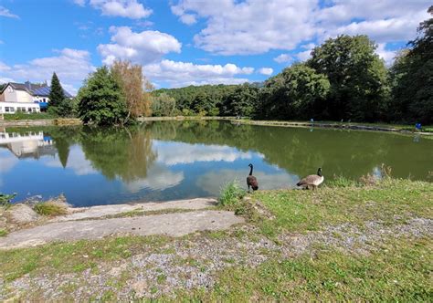 Trout Master Forellenseen Sauerlandforellen Guhl