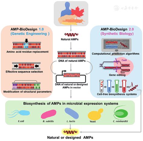 Biosynthesis Bioactivity Biotoxicity And Applications Of