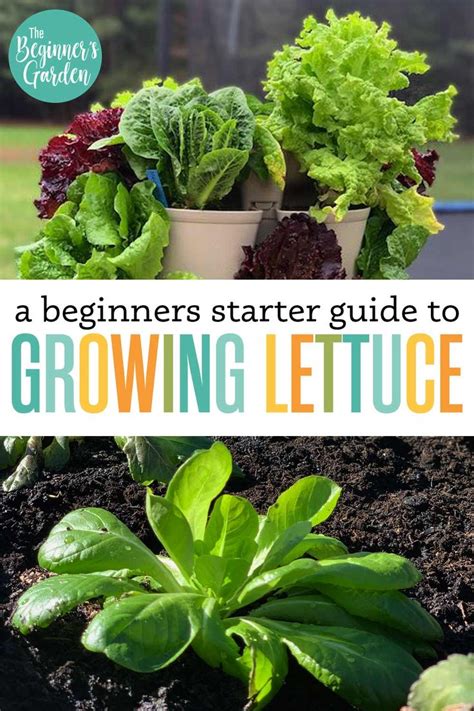 How To Grow Lettuce Beginner S Starter Guide The Beginner S Garden