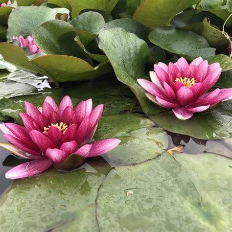 Nymphaea Conqueror En Rhizome Gamm Vert