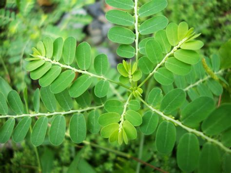 Real da Química Plantas Medicinais Phyllanthus niruri L quebra pedra