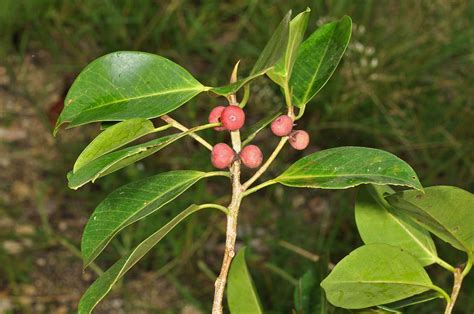 Ficus Microcarpa Moraceae Image 129075 At PhytoImages Siu Edu