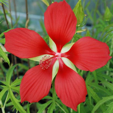 Native Red Star Water Hibiscus Hibiscus Coccineus Seeds