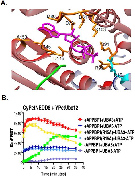 Appbp1 Atp Binding Activity Contributes But Is Not Required For Nedd8