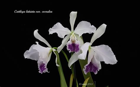 Cattleya Labiata Var Coerulea 2 Emmily1955 Flickr