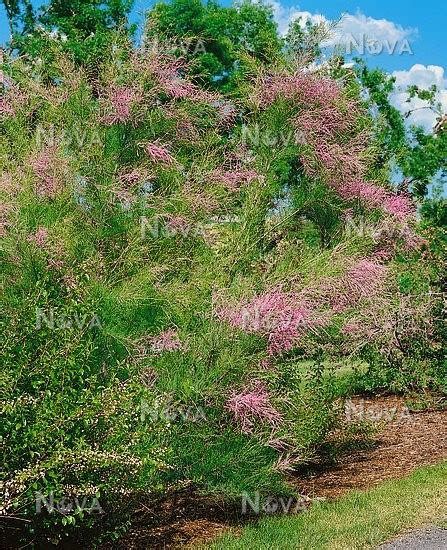 Tamarix Ramosissima Summer Glow