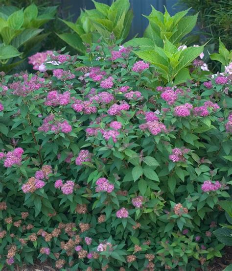 Spirea Double Play Artist Is A Improved Variety That Far Exceeds The