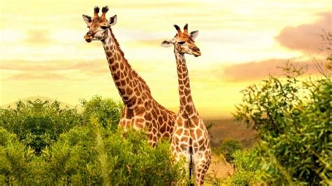 30 Amazing Long Neck Animals (List With Pictures)