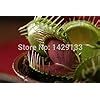 Dionaea Muscipula Giant Clip Venus Fly Trap Seeds Pcs Insectivorous