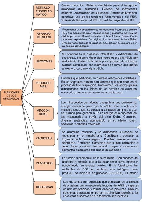 Funciones De Lo Organelos Notas De Biolog A Temas De Biologia Clase