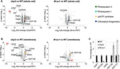 Altered Proteome Composition In The Ohp2 Mutant And Suppressor Strain