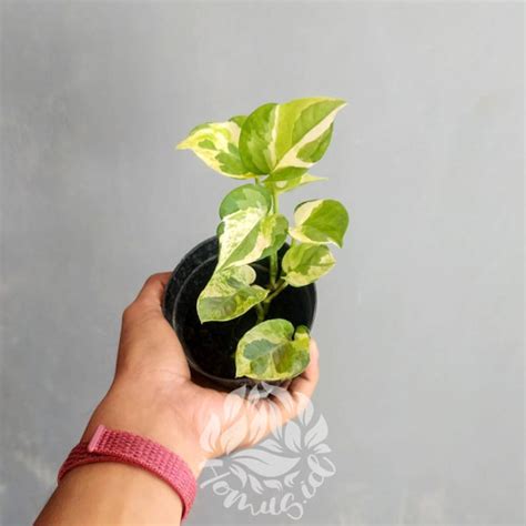 Jual Tanaman Hias Epipremnum Aureum N Joy Sirih Njoy Kab Kebumen