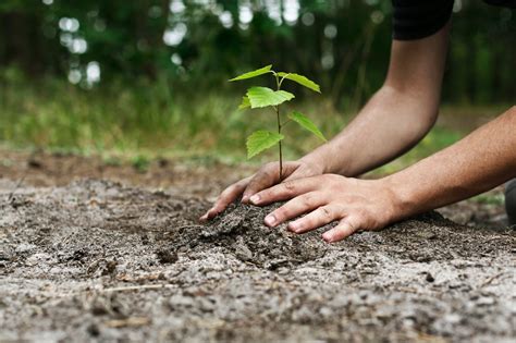 Il Regno Unito Cerca Un Milione Di Persone Per La Piantumazione Di