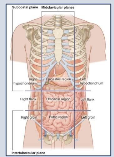 Anatomy Of The Gut Tube Flashcards Quizlet