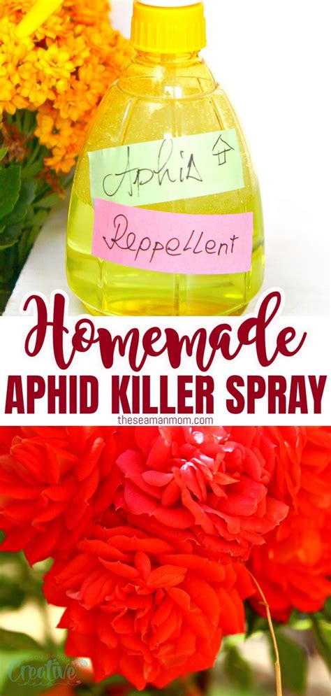 Why Homemade Aphid Spray Is The Best - Easy Peasy Creative Ideas