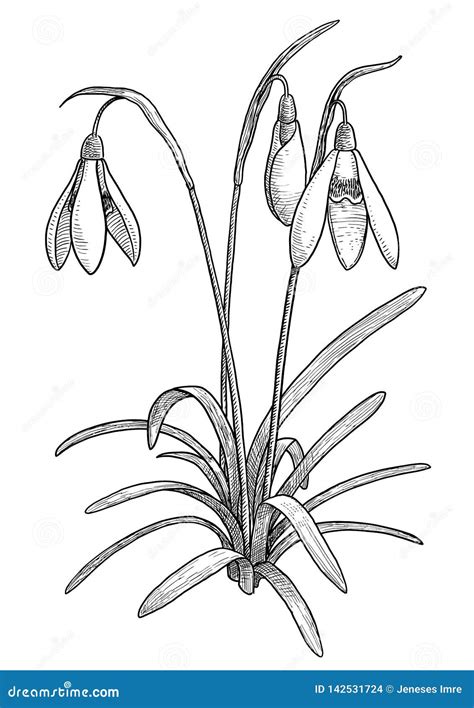 Snowdrop Illustration CartoonDealer 23824291