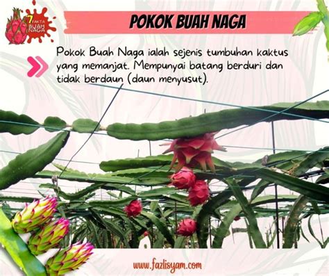 Fakta Buah Naga Pitaya Segalanya Tentang Tumbuhan