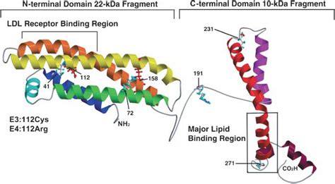 Structural Variation In Human Apolipoprotein E And E Secondary