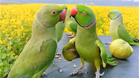 Indian Parrot Talking Mithu And Mummy Youtube