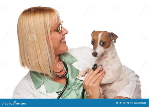 Attractive Female Doctor Veterinarian With Puppy Stock Image Image Of