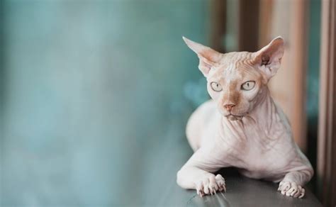 Sphynx Raza De Gato Hola Mascotas