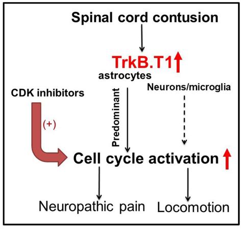 Cells Free Full Text Function And Mechanisms Of Truncated Bdnf