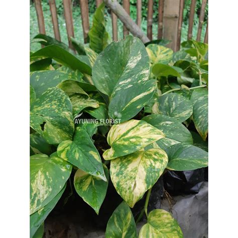 Jual Tanaman Hias Gantung Sirih Gading Kuning Hijau Epipremnum Aureum